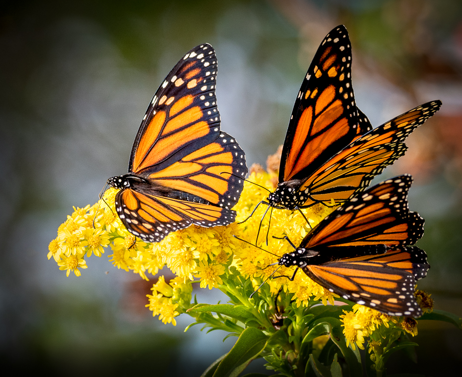 Nature In Class M By Darlene Whitmore For Ready For Migration JAN-2019.jpg